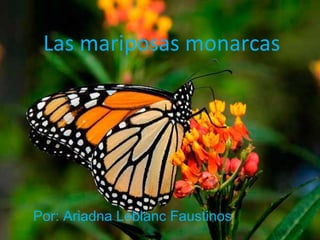 Las mariposas monarcas




Por: Ariadna Leblanc Faustinos
 
