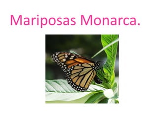 Mariposas Monarca.
 