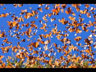Πεταλούδες Monarch