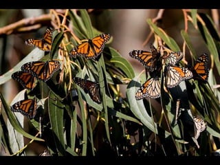 Πεταλούδες Monarch