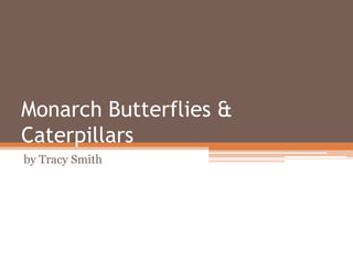 Monarch Butterflies &
Caterpillars
by Tracy Smith

 