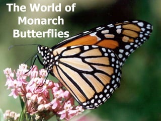 The World of Monarch Butterflies 