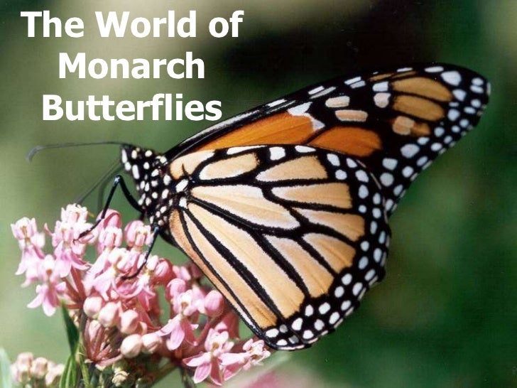 Monarch biology powerpoint presentation