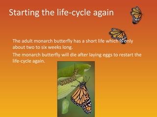 Starting the life-cycle again

 The adult monarch butterfly has a short life which is only
 about two to six weeks long.
 The monarch butterfly will die after laying eggs to restart the
 life-cycle again.
 