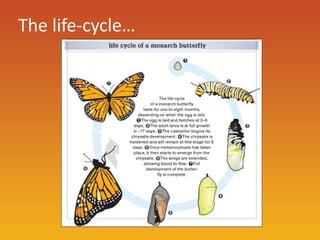 The life-cycle…
 