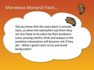 Marvelous Monarch Facts…


    Did you know that the swan plant is actually
    toxic, so when the caterpillars eat them they
    are less likely to be eaten by their predators
    (ants, praying mantis, birds and wasps) as the
    predators themselves will become sick if they
    do! -What a great tactic to try and avoid
    being eaten!
 
