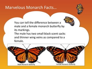 Marvelous Monarch Facts…


    You can tell the difference between a
    male and a female monarch butterfly by
    its markings.
    The male has two small black scent sacks
    and thinner wing veins as compared to a
    female.
 