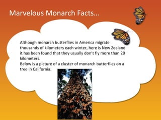 Marvelous Monarch Facts…


  Although monarch butterflies in America migrate
  thousands of kilometers each winter, here is New Zealand
  it has been found that they usually don’t fly more than 20
  kilometers.
  Below is a picture of a cluster of monarch butterflies on a
  tree in California.
 