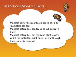 Marvelous Monarch Facts…



   Monarch butterflies can fly at a speed of 10-45
   kilometers per hour!
   Monarch caterpillars can lay up to 500 eggs at a
   time!
   Monarch caterpillars eat the swan plant leaves,
   whilst the butterflies drink flower nectar through
   their straw like mouths!
 
