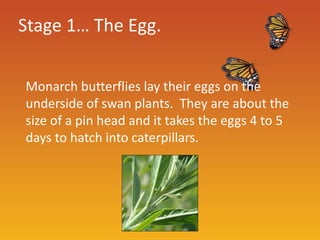 Stage 1… The Egg.


Monarch butterflies lay their eggs on the
underside of swan plants. They are about the
size of a pin head and it takes the eggs 4 to 5
days to hatch into caterpillars.
 