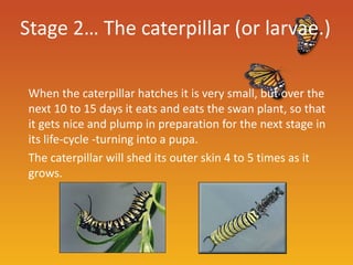 Stage 2… The caterpillar (or larvae.)

When the caterpillar hatches it is very small, but over the
next 10 to 15 days it eats and eats the swan plant, so that
it gets nice and plump in preparation for the next stage in
its life-cycle -turning into a pupa.
The caterpillar will shed its outer skin 4 to 5 times as it
grows.
 