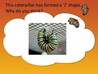 This caterpillar has formed a ‘J’ shape…
Why do you think?
 