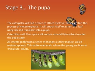 Stage 3… The pupa

The caterpillar will find a place to attach itself so that it can start the
process of metamorphosis. It will attach itself to a stem or a leaf
using silk and transform into a pupa.
Caterpillars will then spin a silk cocoon around themselves to enter
the pupa stage.
All insects go through a series of changes as they mature -called
metamorphosis. This unlike mammals, where the young are born as
‘miniature’ adults.
 