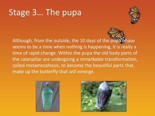 Stage 3… The pupa

Although, from the outside, the 10 days of the pupa phase
seems to be a time when nothing is happening, it is really a
time of rapid change. Within the pupa the old body parts of
the caterpillar are undergoing a remarkable transformation,
called metamorphosis, to become the beautiful parts that
make up the butterfly that will emerge.
 