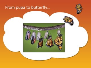 From pupa to butterfly…
 