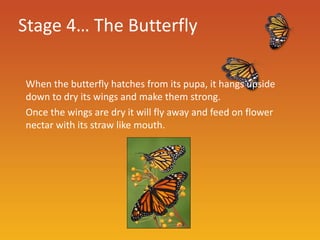 Stage 4… The Butterfly

When the butterfly hatches from its pupa, it hangs upside
down to dry its wings and make them strong.
Once the wings are dry it will fly away and feed on flower
nectar with its straw like mouth.
 