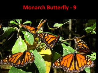 Monarch Butterfly - 9
 