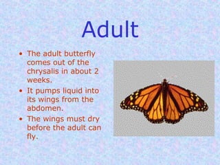 Monarch butterfly | PPT