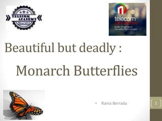 Beautiful but deadly :
Monarch Butterflies
• Rania Berrada 1
 