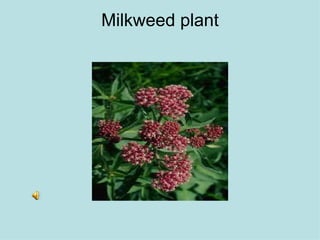 Milkweed plant 
