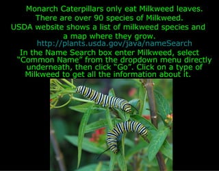 Monarch Caterpillars only eat Milkweed leaves.
      There are over 90 species of Milkweed.
USDA website shows a list of m...