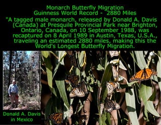 Monarch Butterfly Migration
            Guinness World Record - 2880 Miles
 "A tagged male monarch, released by Donald A. ...