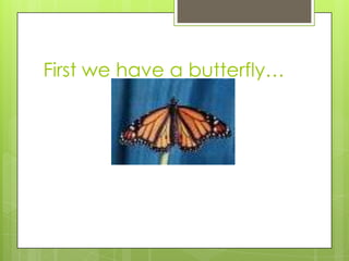First we have a butterfly…