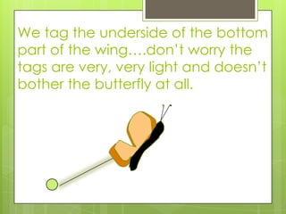 We tag the underside of the bottom
part of the wing….don’t worry the
tags are very, very light and doesn’t
bother the butterfly at all.