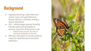 Background
● Highway stretching 1,500 miles from
Laredo, Texas, through Oklahoma,
Kansas, Missouri, and Iowa, ending in
Duluth, Minnesota
● 2011 - MnDot began placing “butterfly
friendly” plants along freeway to
prevent snow from drifting onto road
○ Helped reduce erosion, but also re-
introduced butterflies to the area
● Offered a safe place for larvae as well as
nectar for adult Monarchs and other
pollinators
 