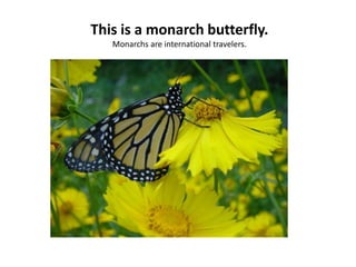 This is a monarch butterfly.
Monarchs are international travelers.

 