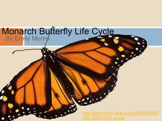 Monarch Butterfly Life Cycle  By Emily Munro  http://farm3.static.flickr.com/2760/4349825055_29f3a1f332_o.png 