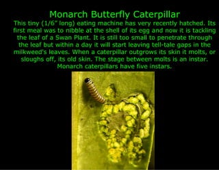 Monarch Butterfly Caterpillar
This tiny (1/6” long) eating machine has very recently hatched. Its
first meal was to nibble at the shell of its egg and now it is tackling
  the leaf of a Swan Plant. It is still too small to penetrate through
   the leaf but within a day it will start leaving tell-tale gaps in the
milkweed's leaves. When a caterpillar outgrows its skin it molts, or
    sloughs off, its old skin. The stage between molts is an instar.
                 Monarch caterpillars have five instars.
 