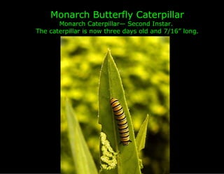 Monarch Butterfly Caterpillar
       Monarch Caterpillar— Second Instar.
The caterpillar is now three days old and 7/16” long.
 