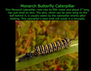 Monarch Butterfly Caterpillar
This Monarch caterpillar, now into its fifth instar and about 2” long,
  has just shed its skin. The skin, which can be seen lying on the
   leaf behind it, is usually eaten by the caterpillar shortly after
    molting. This caterpillar's next molt will result in a chrysalis.
 