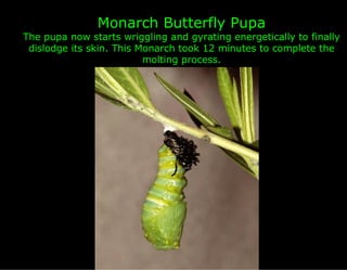 Monarch Butterfly Pupa
The pupa now starts wriggling and gyrating energetically to finally
 dislodge its skin. This Monarch took 12 minutes to complete the
                          molting process.
                                  .
 