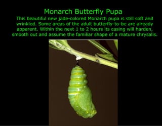 Monarch Butterfly Pupa
 This beautiful new jade-colored Monarch pupa is still soft and
 wrinkled. Some areas of the adult butterfly-to-be are already
  apparent. Within the next 1 to 2 hours its casing will harden,
smooth out and assume the familiar shape of a mature chrysalis.
 