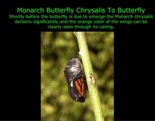 Monarch Butterfly Chrysalis To Butterfly
Shortly before the butterfly is due to emerge the Monarch chrysalis
  darkens significantly and the orange color of the wings can be
                  clearly seen through its casing.
 