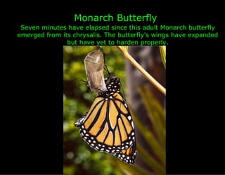 Monarch Butterfly
 Seven minutes have elapsed since this adult Monarch butterfly
emerged from its chrysalis. The butterfly's wings have expanded
               but have yet to harden properly.
 