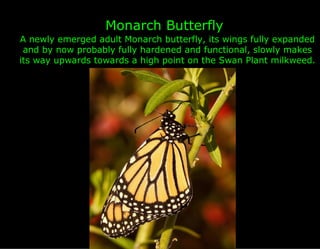 Monarch Butterfly
A newly emerged adult Monarch butterfly, its wings fully expanded
 and by now probably fully hardened and functional, slowly makes
its way upwards towards a high point on the Swan Plant milkweed.
 