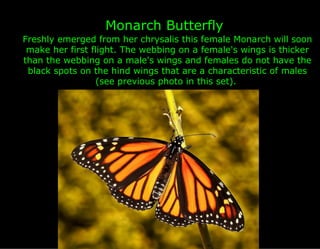 Monarch Butterfly
Freshly emerged from her chrysalis this female Monarch will soon
 make her first flight. The webbing on a female's wings is thicker
than the webbing on a male's wings and females do not have the
 black spots on the hind wings that are a characteristic of males
                  (see previous photo in this set).
 