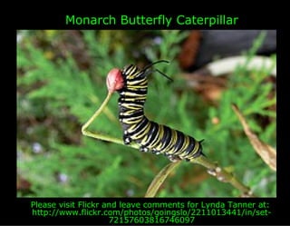 Monarch Butterfly Caterpillar




Please visit Flickr and leave comments for Lynda Tanner at:
http://www.flickr.com/photos/goingslo/2211013441/in/set-
                     72157603816746097
 