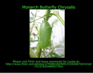 Monarch Butterfly Chrysalis




      Please visit Flickr and leave comments for Lynda at:
http://www.flickr.com/photos/27948818@N05/3159260742/in/set
                        -72157625489927354/
 