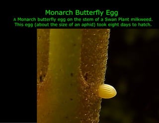 Monarch Butterfly Egg
A Monarch butterfly egg on the stem of a Swan Plant milkweed.
This egg (about the size of an aphid) took eight days to hatch.
 