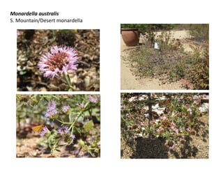 Monardella australis
S. Mountain/Desert monardella
 