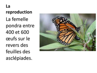 La reproductionLa femelle pondra entre 400 et 600 œufs sur le revers des feuilles des asclépiades.