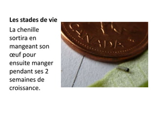 Les stades de vieLa chenille sortira en mangeant son œuf pour ensuite manger pendant ses 2 semaines de croissance.