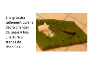 Elle grossira tellement qu’elle devra changer de peau 4 fois. Elle aura 5 stades de chenilles.