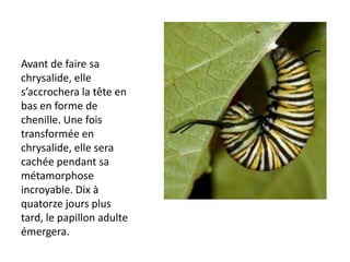 Avant de faire sa chrysalide, elle s’accrochera la tête en bas en forme de chenille. Une fois transformée en chrysalide, elle sera cachée pendant sa métamorphose incroyable. Dix à quatorze jours plus tard, le papillon adulte émergera. 