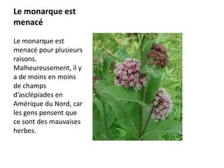 Le monarque est menacéLe monarque est menacé pour plusieurs raisons. Malheureusement, il y a de moins en moins de champs d’asclépiades en Amérique du Nord, car les gens pensent que ce sont des mauvaises herbes. 