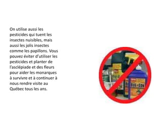 On utilise aussi les pesticides qui tuent les insectes nuisibles, mais aussi les jolis insectes comme les papillons. Vous pouvez éviter d’utiliser les pesticides et planter de l’asclépiade et des fleurs pour aider les monarques à survivre et à continuer à nous rendre visite au Québec tous les ans.